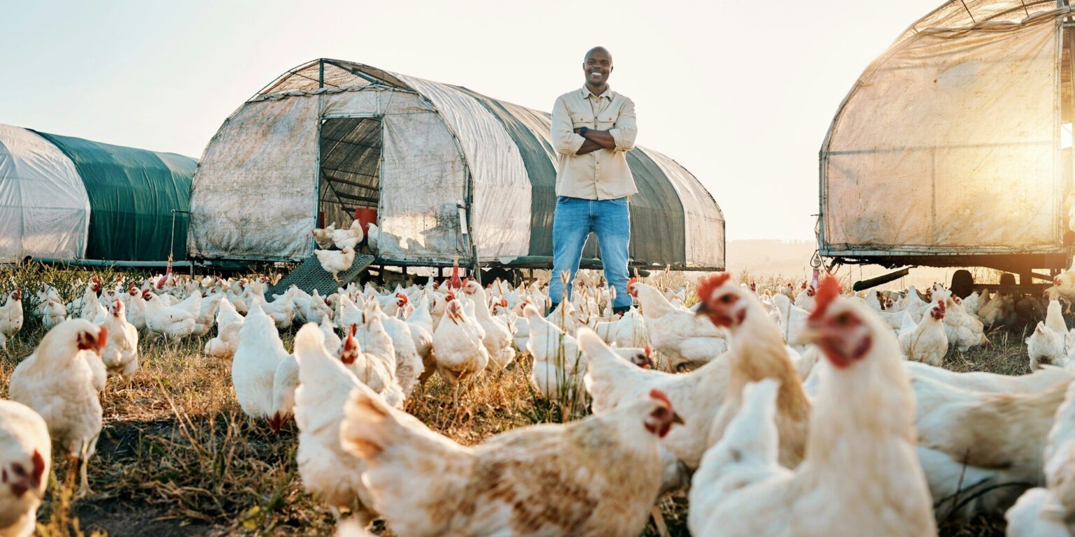 Chicken, farmer and portrait of black man doing agriculture on sustainable or organic poultry farm