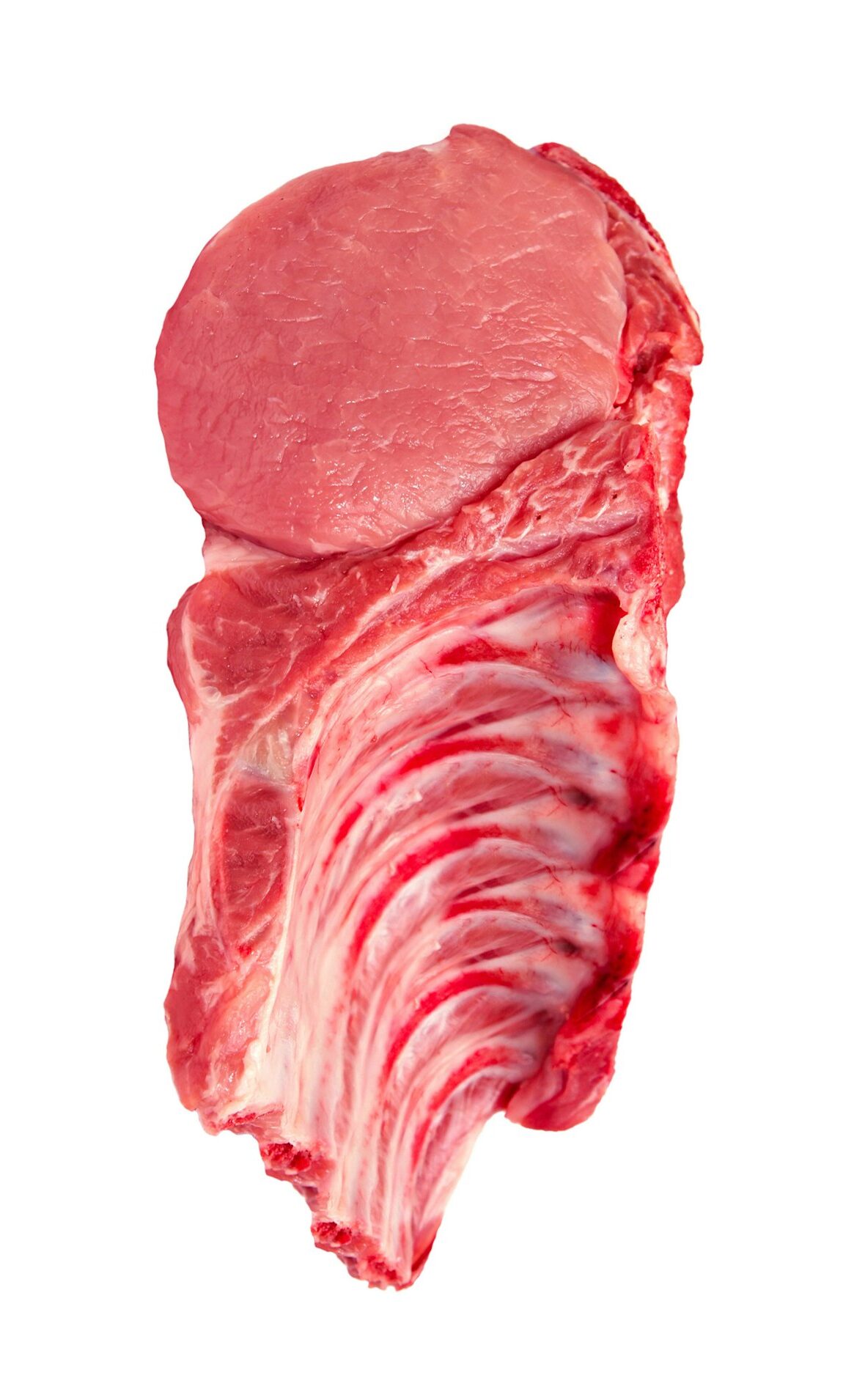 Raw pork ribs on white background